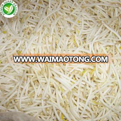 Cheap bulk iqf frozen mung bean sprout