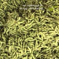 FROZEN EDAMAME BEAN- Best price from Vietnam