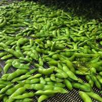 FROZEN EDAMAME BEAN- Best price from Vietnam